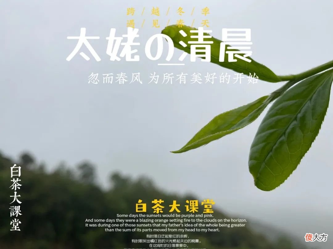 2021年春白茶上市了吗 2021年白茶什么时候上市
