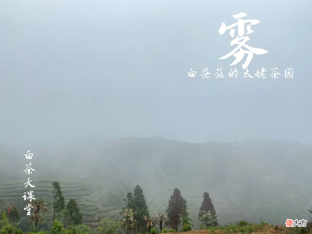 2021年春白茶上市了吗 2021年白茶什么时候上市