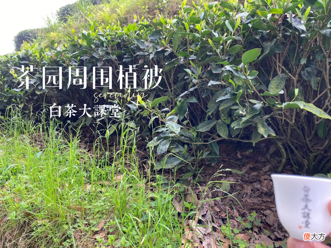 2021年春白茶上市了吗 2021年白茶什么时候上市