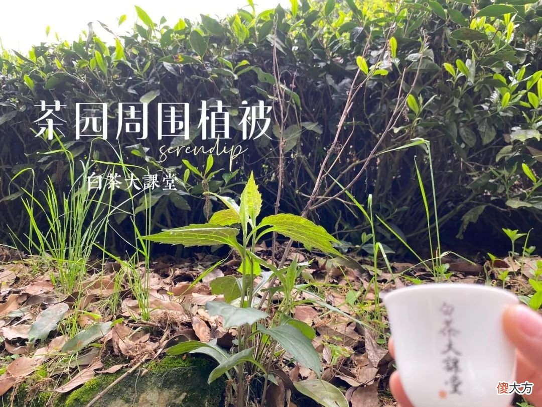 2021年春白茶上市了吗 2021年白茶什么时候上市
