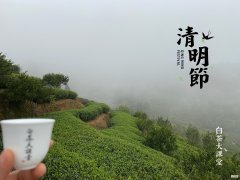 2021年春白茶上市了吗 2021年白茶什么时候上市