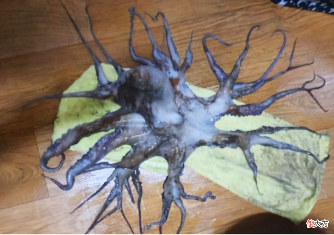 史上腿最多的章鱼 世界上腿最多的章鱼