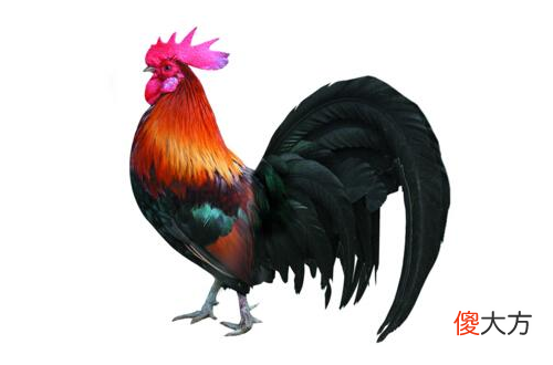 2005属鸡的40岁以后命运如何