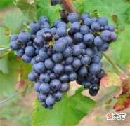红酒加盟代理前景如何 红酒代理加盟怎么运作
