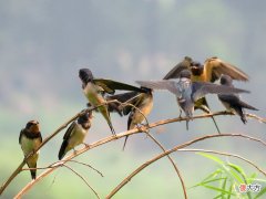 科学趣闻：年年燕南飞，飞到什么时候是个头？