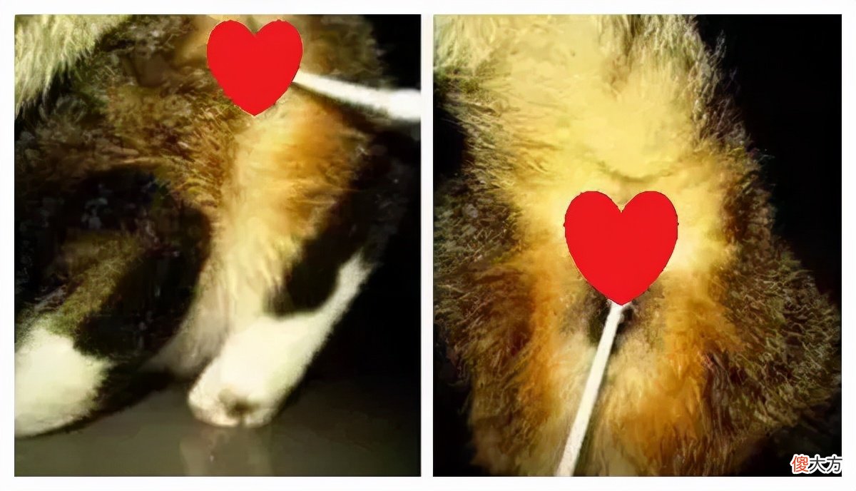 可以用棉签帮它爽爽吗 棉签能不能用