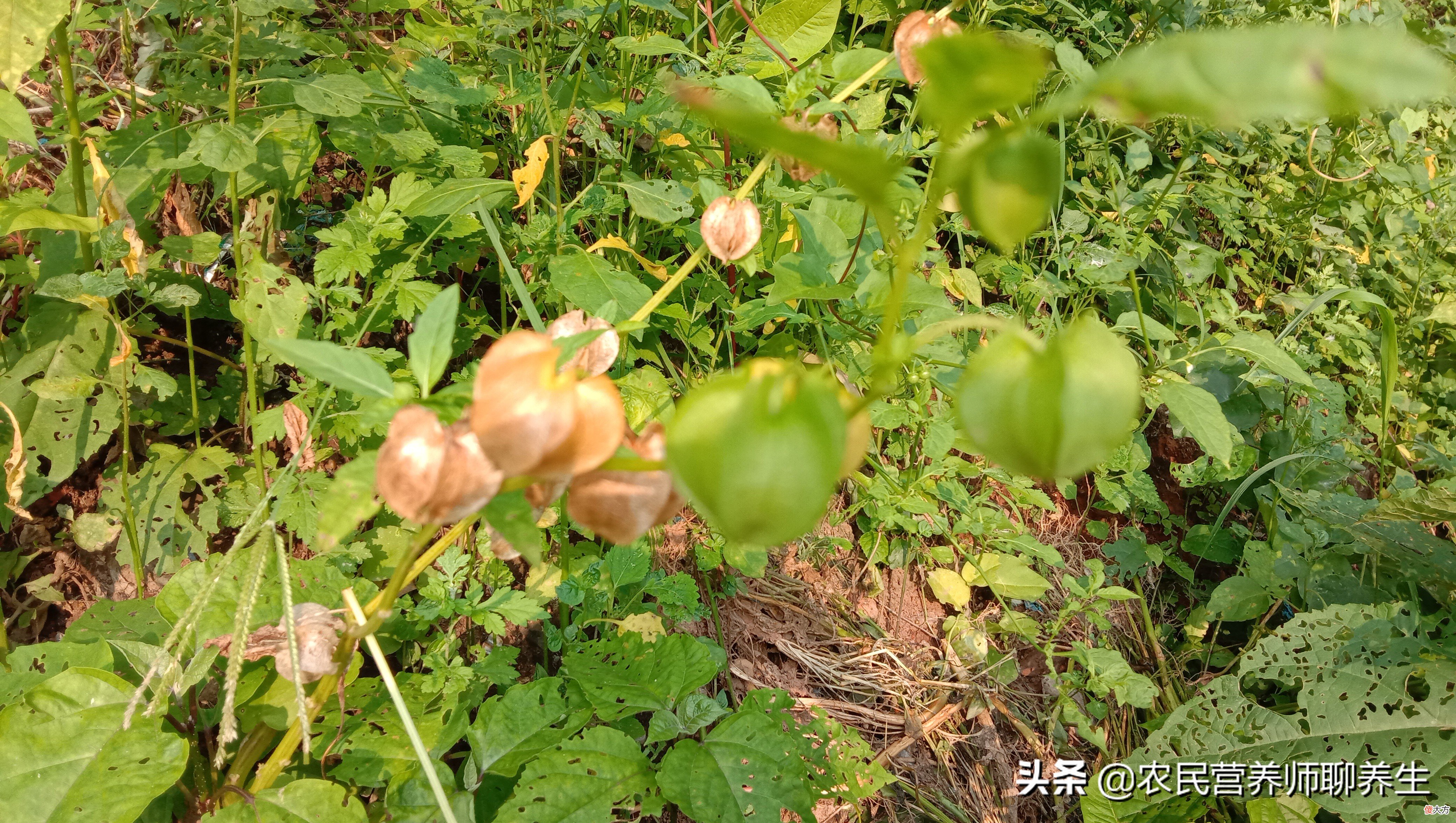 太热了吃碗冰粉凉爽 冰粉可以吃热的吗