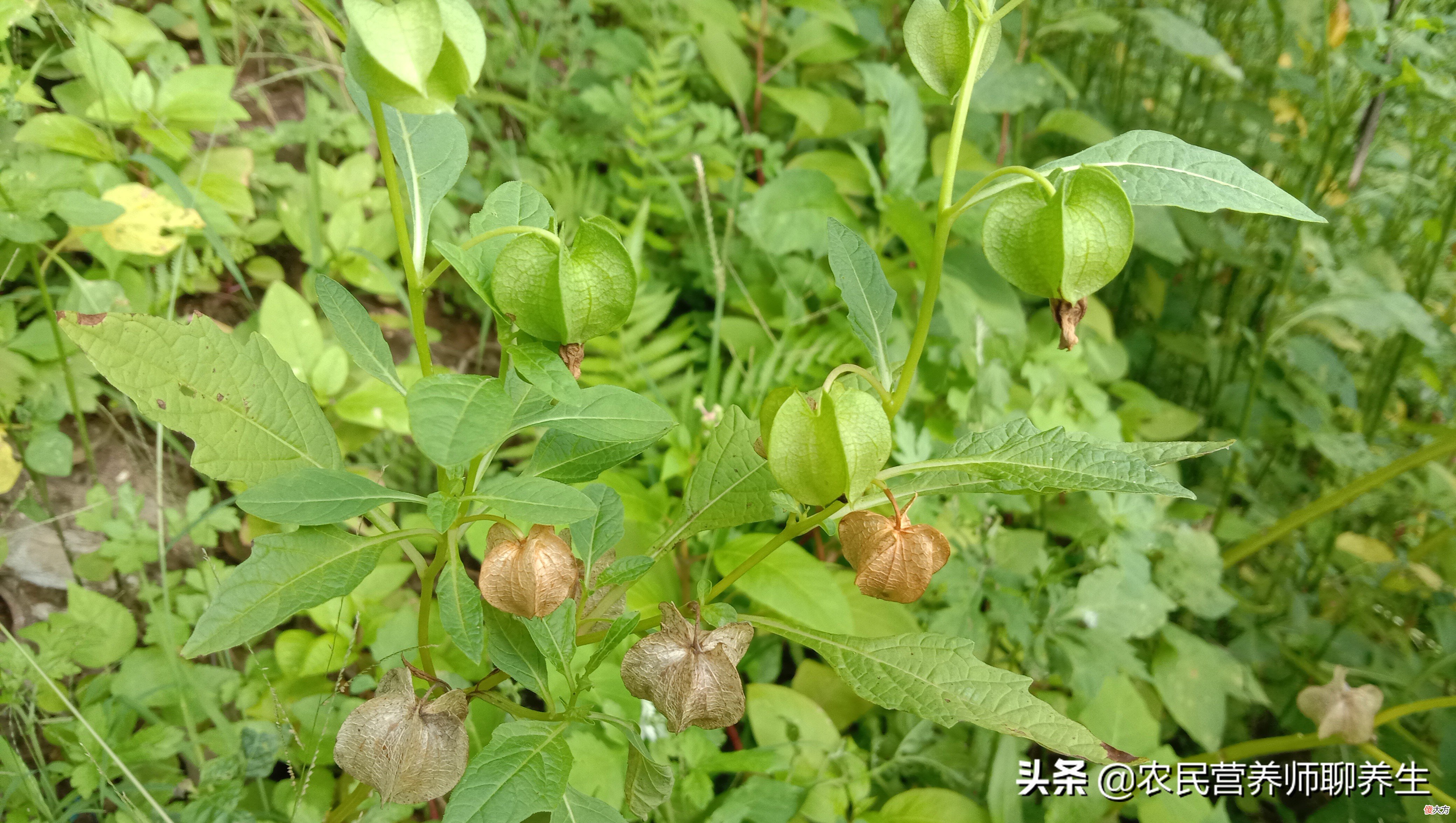 太热了吃碗冰粉凉爽 冰粉可以吃热的吗