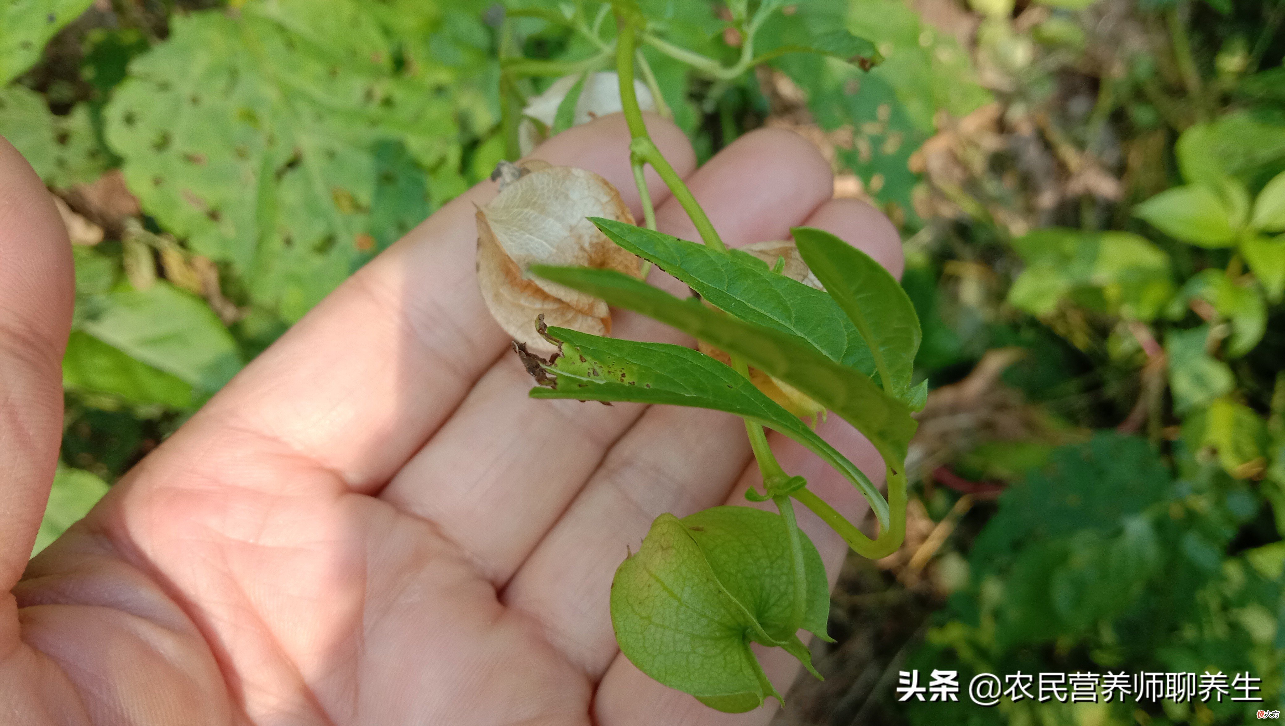 太热了吃碗冰粉凉爽 冰粉可以吃热的吗