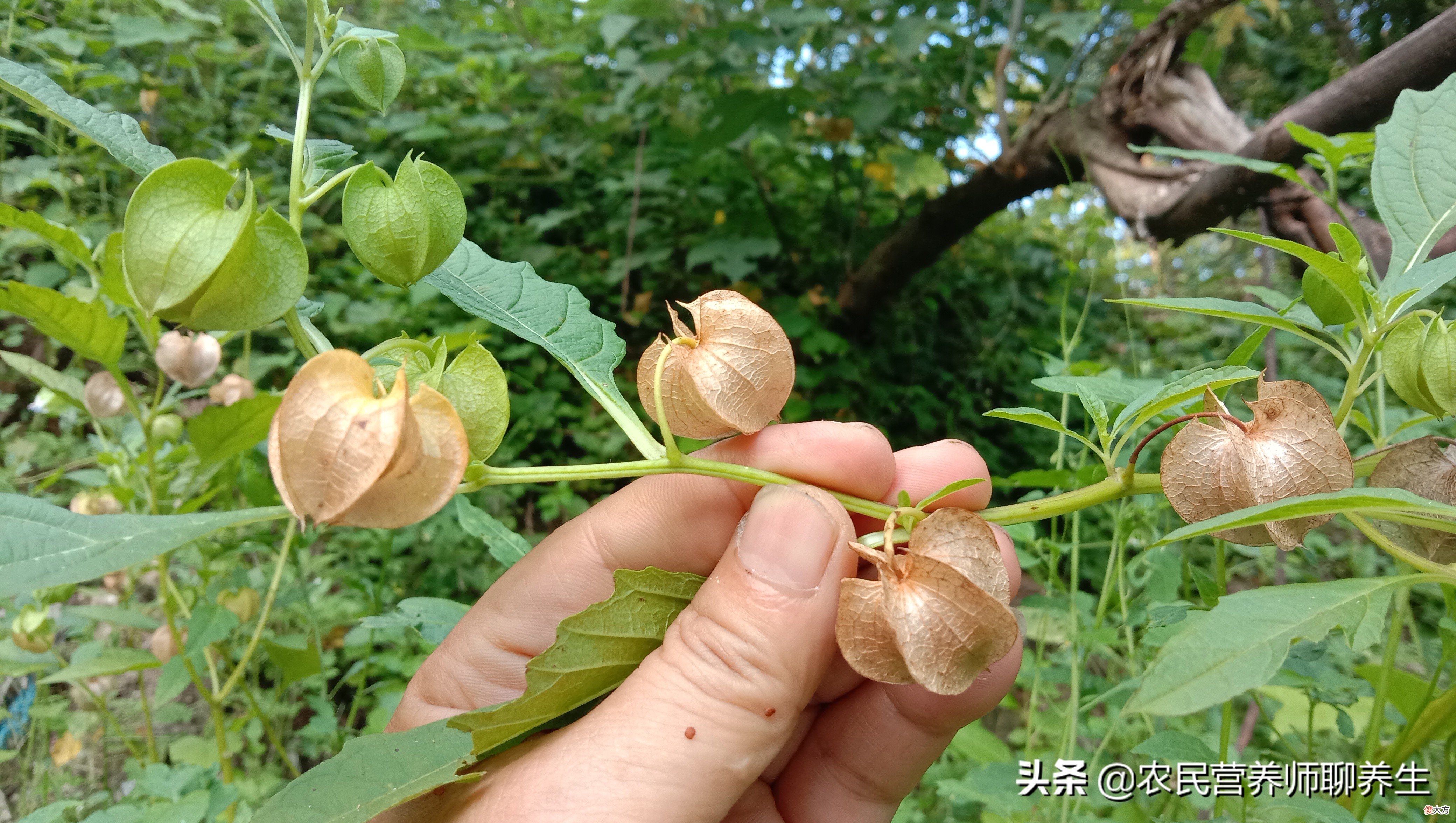 太热了吃碗冰粉凉爽 冰粉可以吃热的吗