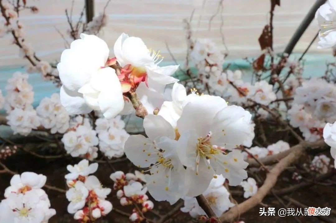 连谢霆锋也来今年最火雪乡阿勒泰了