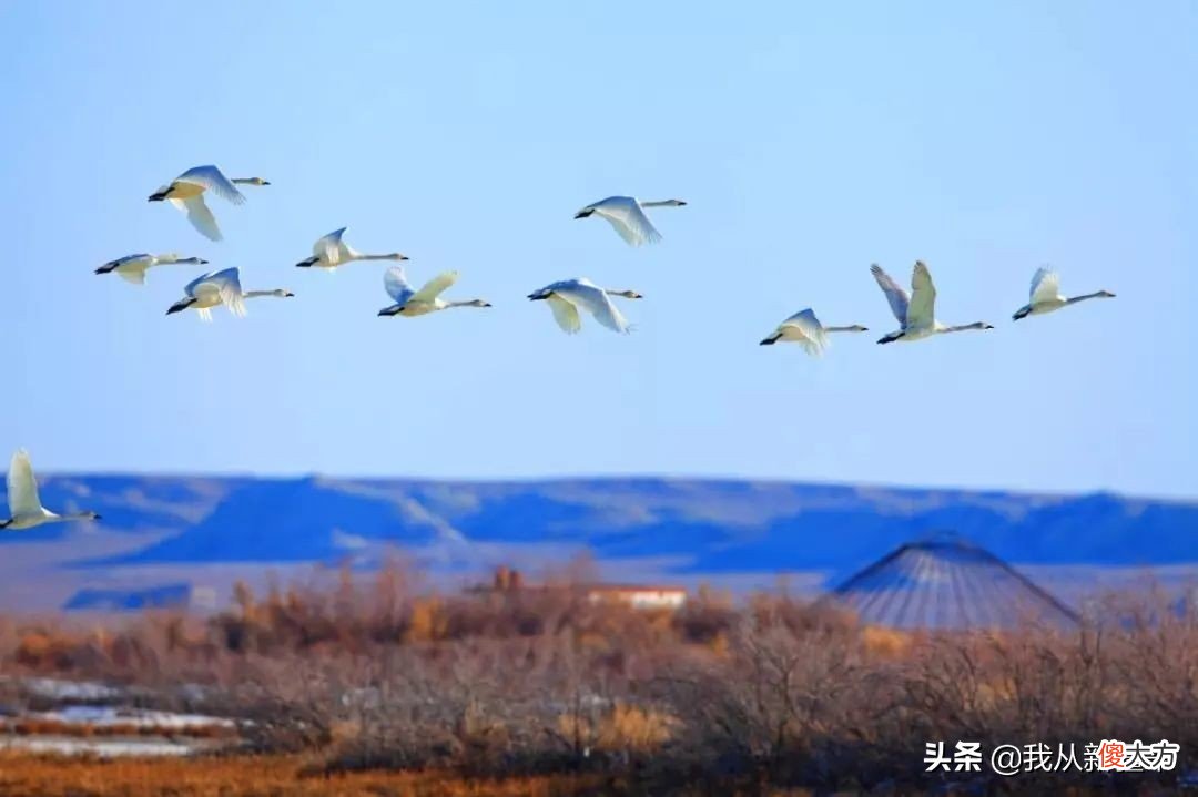 连谢霆锋也来今年最火雪乡阿勒泰了