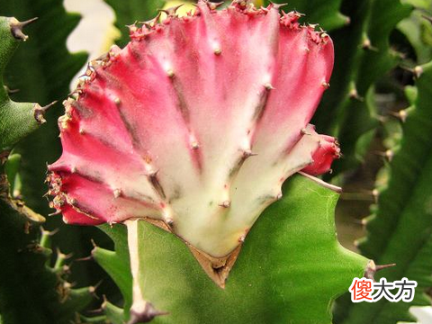 龙骨花摆放哪里风水好