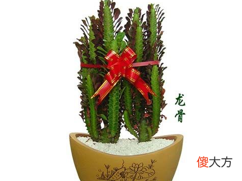 龙骨花摆放哪里风水好