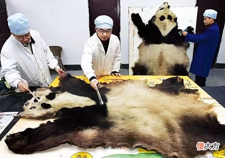 大熊猫有多厉害 大熊猫有多厉害?