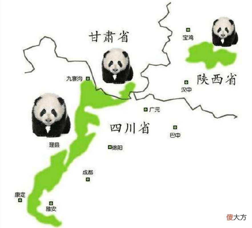 野生大熊猫增多 野生大熊猫最多