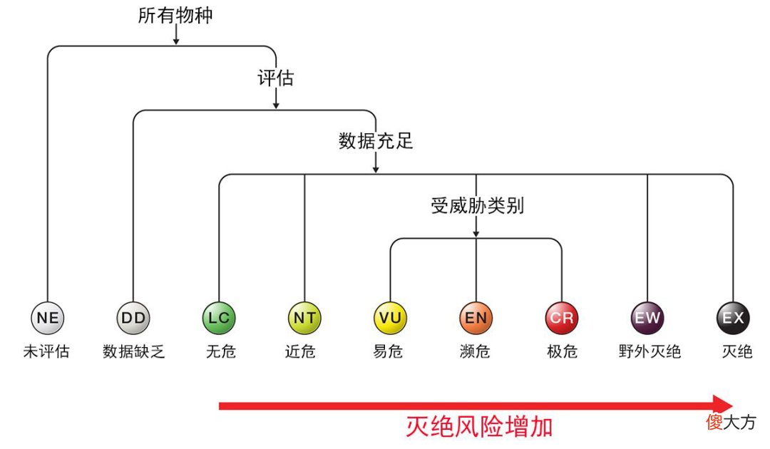 野生大熊猫增多 野生大熊猫最多