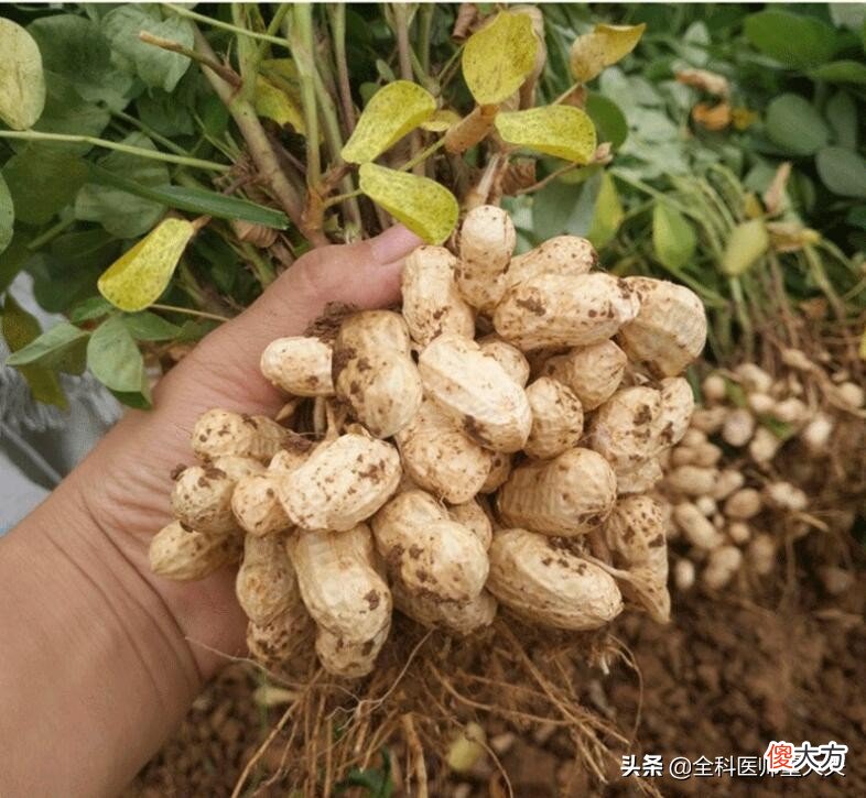 被称为长生果的花生 花生被誉为长生果