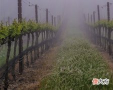南非进口葡萄酒容量怎么标 南非啤酒酒标图片