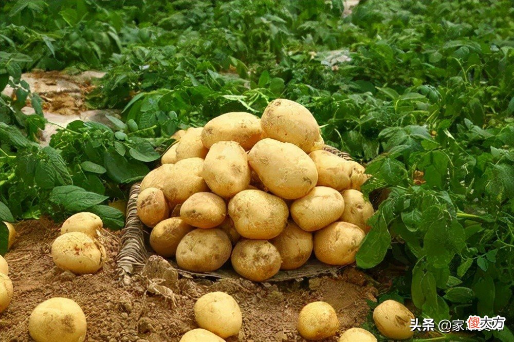 全国哪的土豆最好吃 中国哪里的土豆好吃