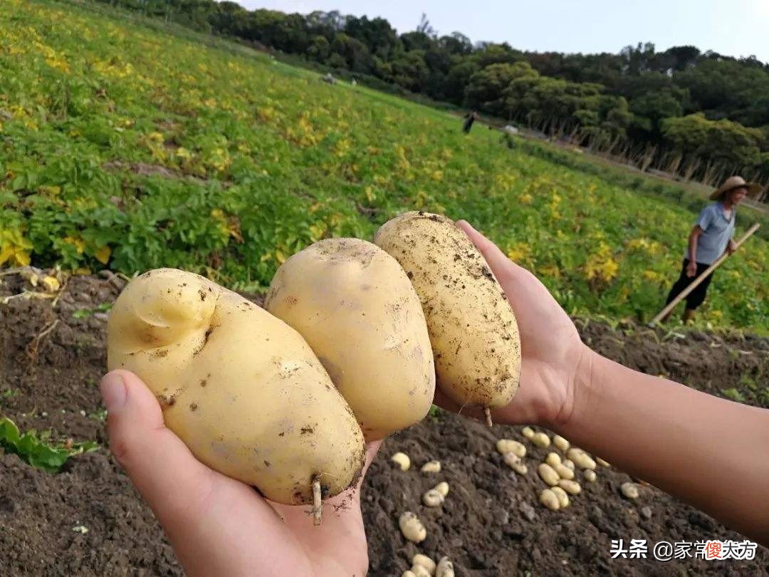 全国哪的土豆最好吃 中国哪里的土豆好吃