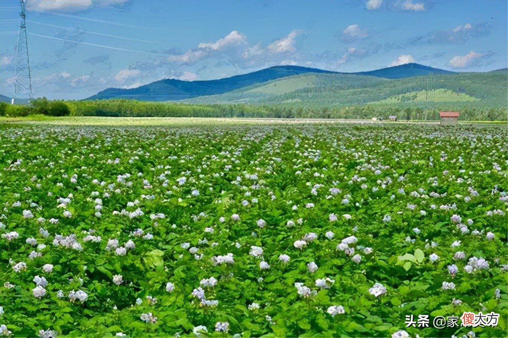 全国哪的土豆最好吃 中国哪里的土豆好吃