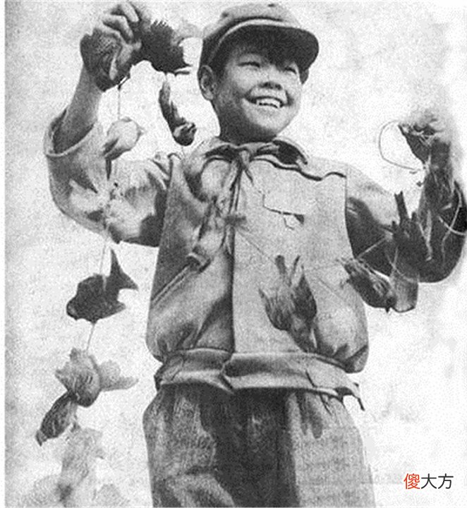 为什么很难见到本土麻雀了 为什么现在见不到麻雀了