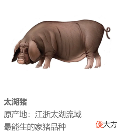 中国哪里的猪猪最下酒?
