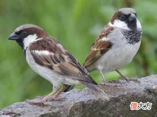 漫谈鹦鹉与麻雀 鹦鹉 麻雀