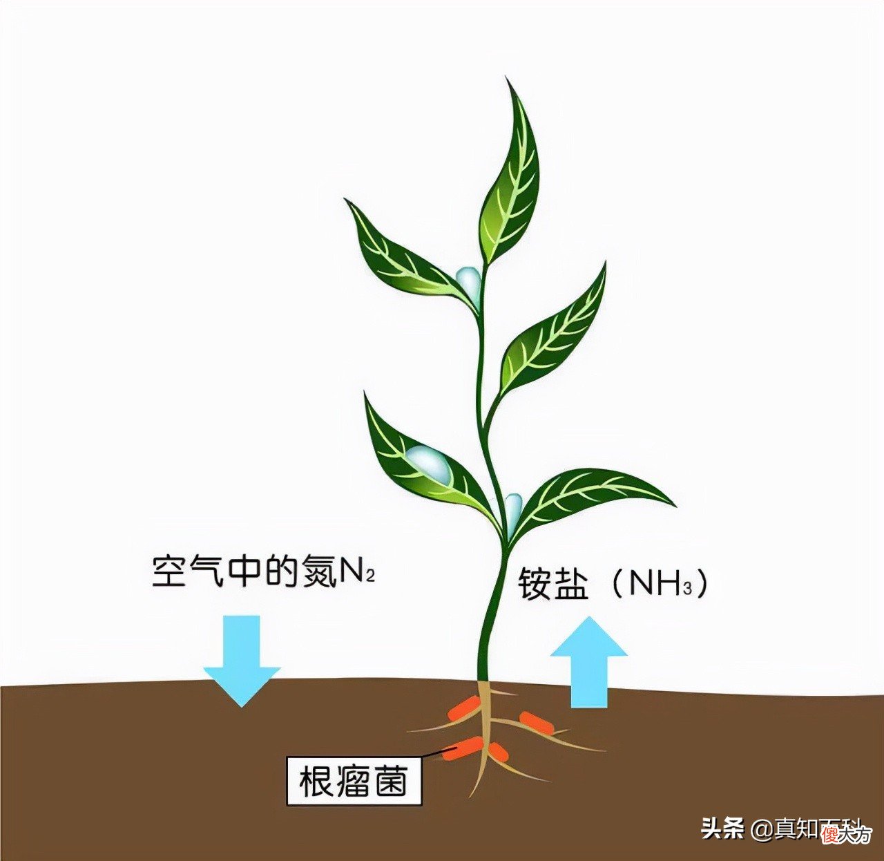 不敢喝隔夜茶的人都看看 千万不要喝隔夜茶