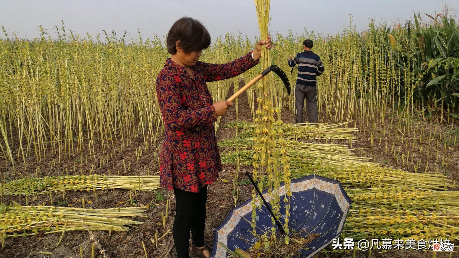 香油是什么油 食用香油是什么油
