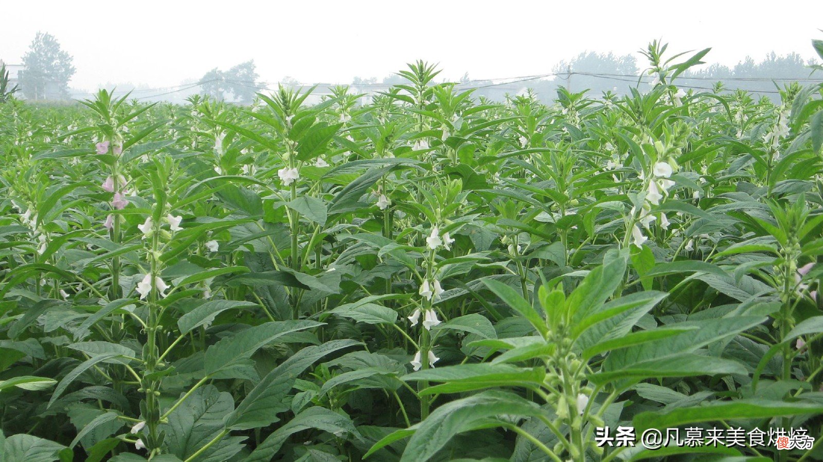 香油是什么油 食用香油是什么油