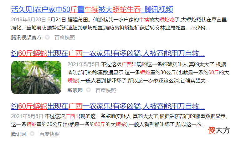 广西60斤蟒蛇缠死牛犊并吞吃 广州60斤大蟒蛇缠死小牛犊