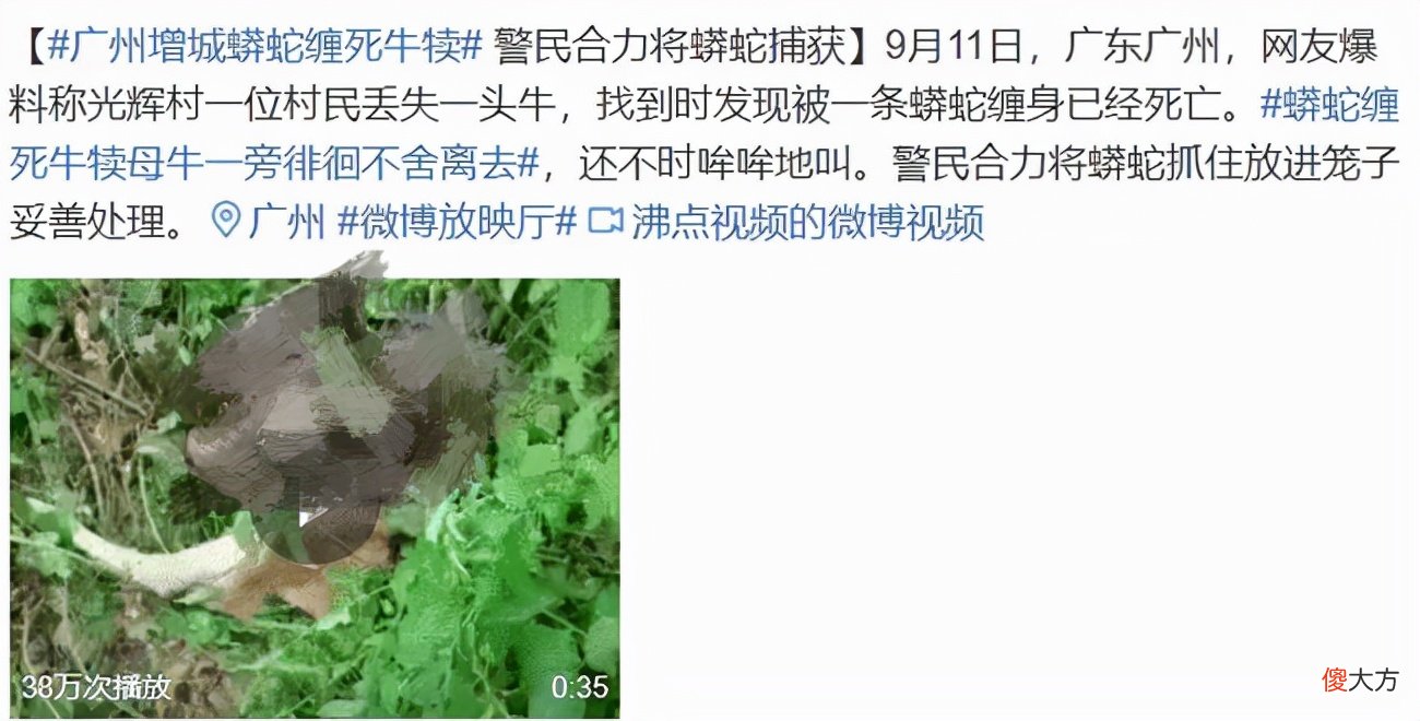 广西60斤蟒蛇缠死牛犊并吞吃 广州60斤大蟒蛇缠死小牛犊