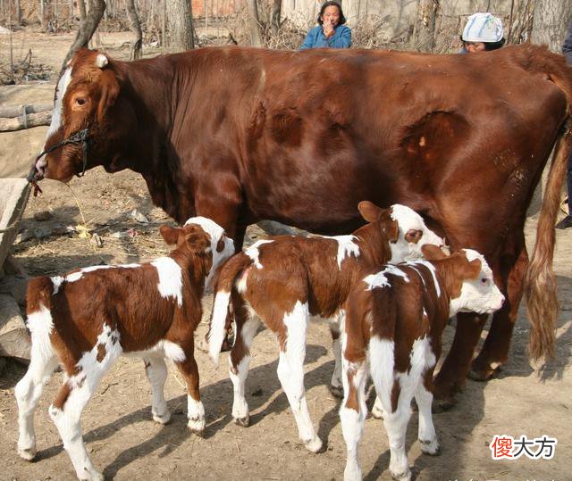 广西60斤蟒蛇缠死牛犊并吞吃 广州60斤大蟒蛇缠死小牛犊