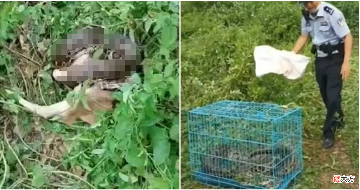 广西60斤蟒蛇缠死牛犊并吞吃 广州60斤大蟒蛇缠死小牛犊