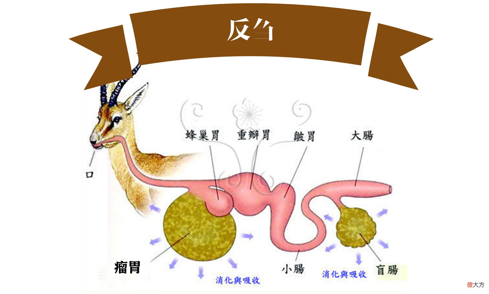 澳洲母牛开始吃蛇 澳大利亚牛吃蛇