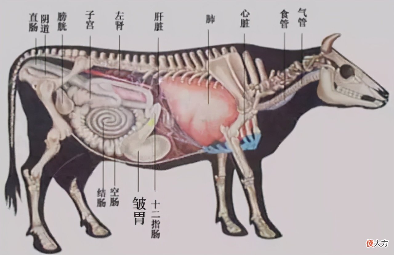 澳洲母牛开始吃蛇 澳大利亚牛吃蛇