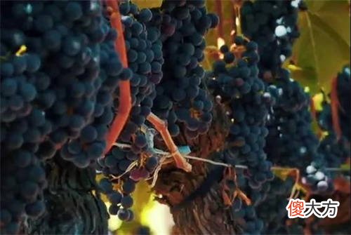 葡萄酒瑜伽动作 葡萄酒瑜伽体式