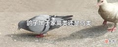 鸽子属于家禽类还是鸟类| 鸽子属于家禽类还是鸟类