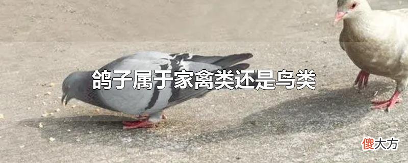 鸽子属于家禽类还是鸟类| 鸽子属于家禽类还是鸟类