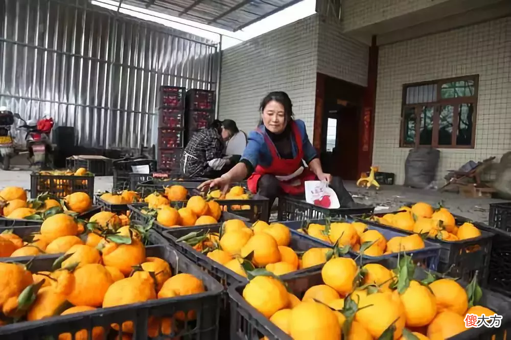 又一种柑橘火了 现在什么柑橘最火