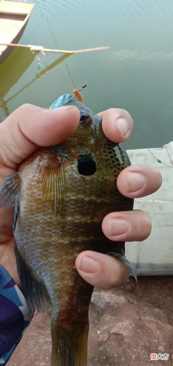 太阳鱼有多能生 太阳鱼可以生吃吗