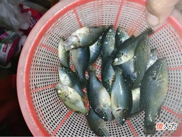 两小时钓80多条！小太阳鱼在北方多地泛滥，它的危害有多大？