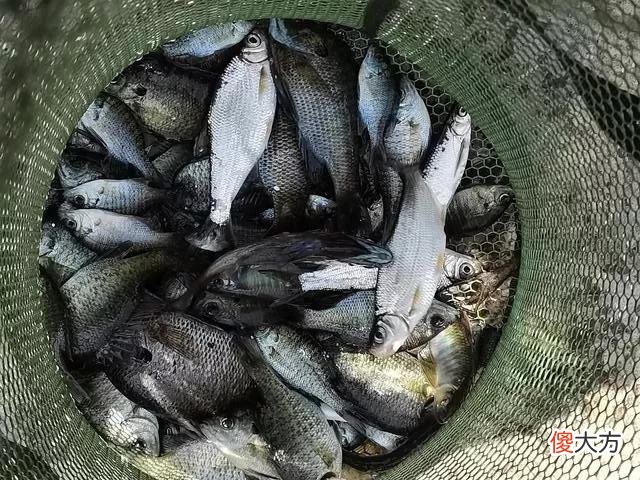 两小时钓80多条！小太阳鱼在北方多地泛滥，它的危害有多大？