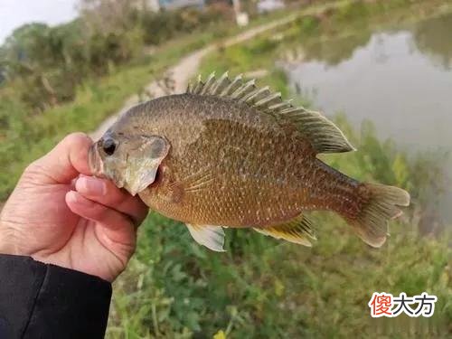 两小时钓80多条！小太阳鱼在北方多地泛滥，它的危害有多大？