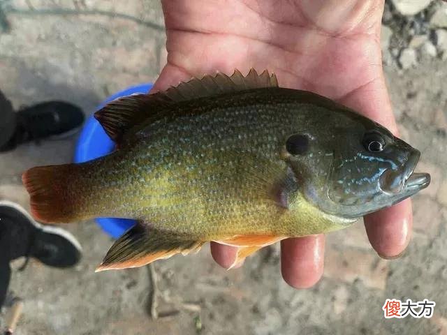 两小时钓80多条！小太阳鱼在北方多地泛滥，它的危害有多大？