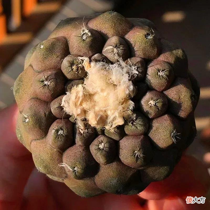 没见过的仙人球不要太多，先分享100种，过过眼瘾，开开眼界