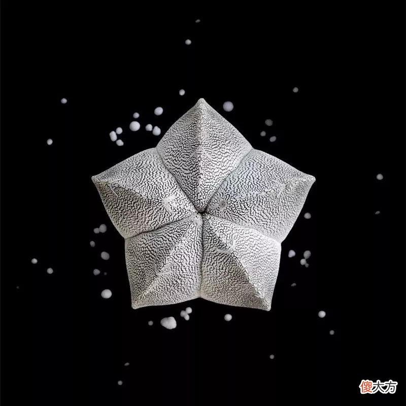 没见过的仙人球不要太多，先分享100种，过过眼瘾，开开眼界