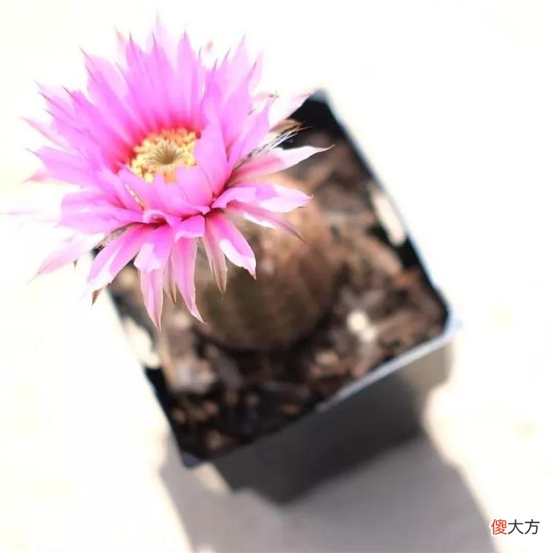 没见过的仙人球不要太多，先分享100种，过过眼瘾，开开眼界